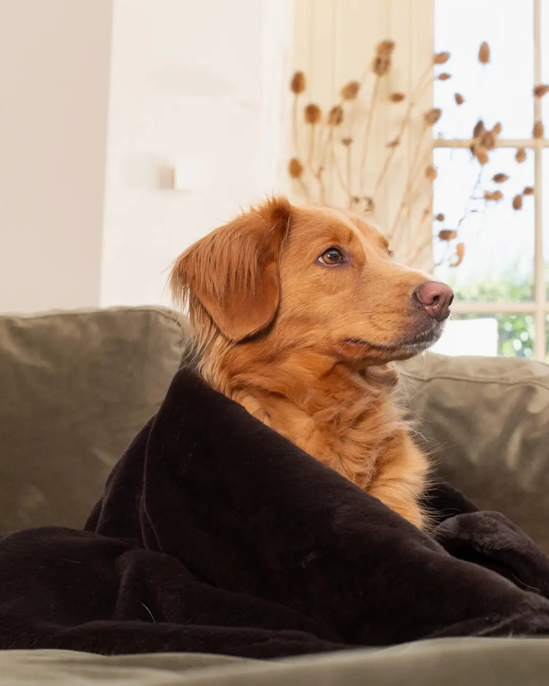 Toller dog wrapped in a black blanket on a sofa with a neutral background