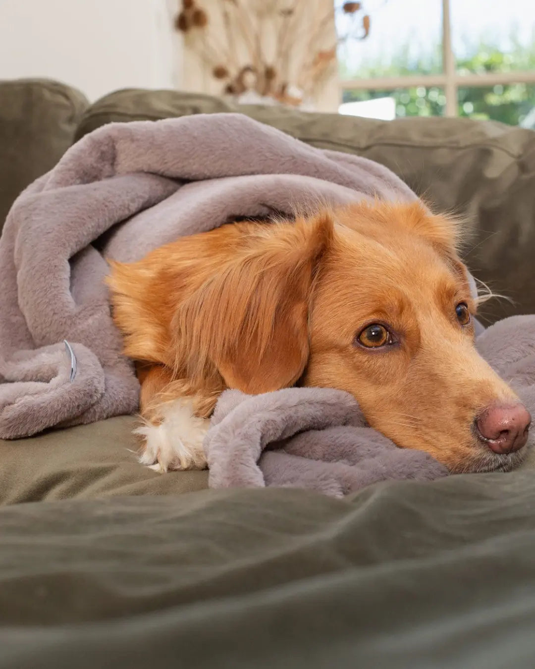 Toller dog wrapped in a grey blanket on a green sofa