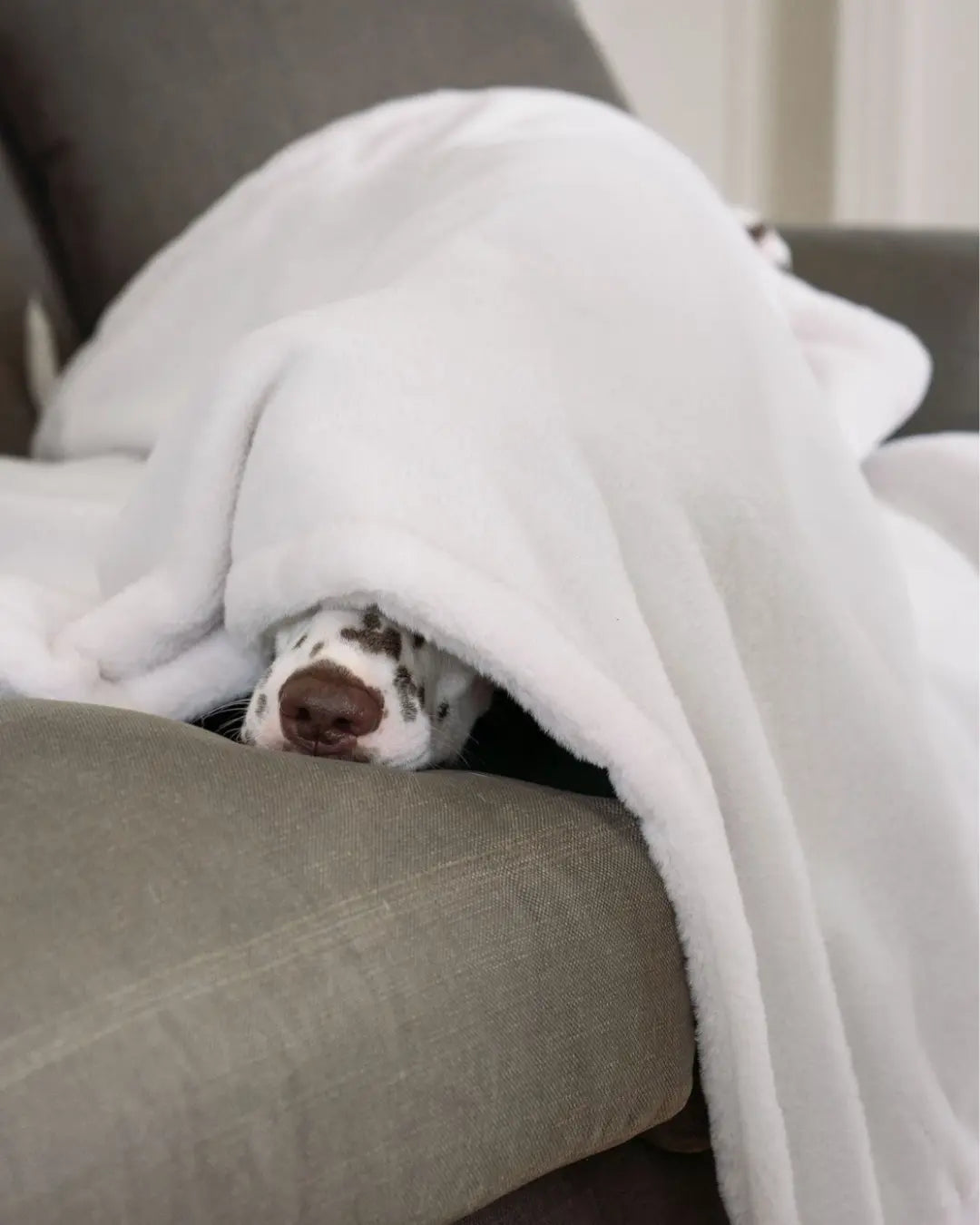 Dalmation peeking out from under a white blanket on a grey sofa