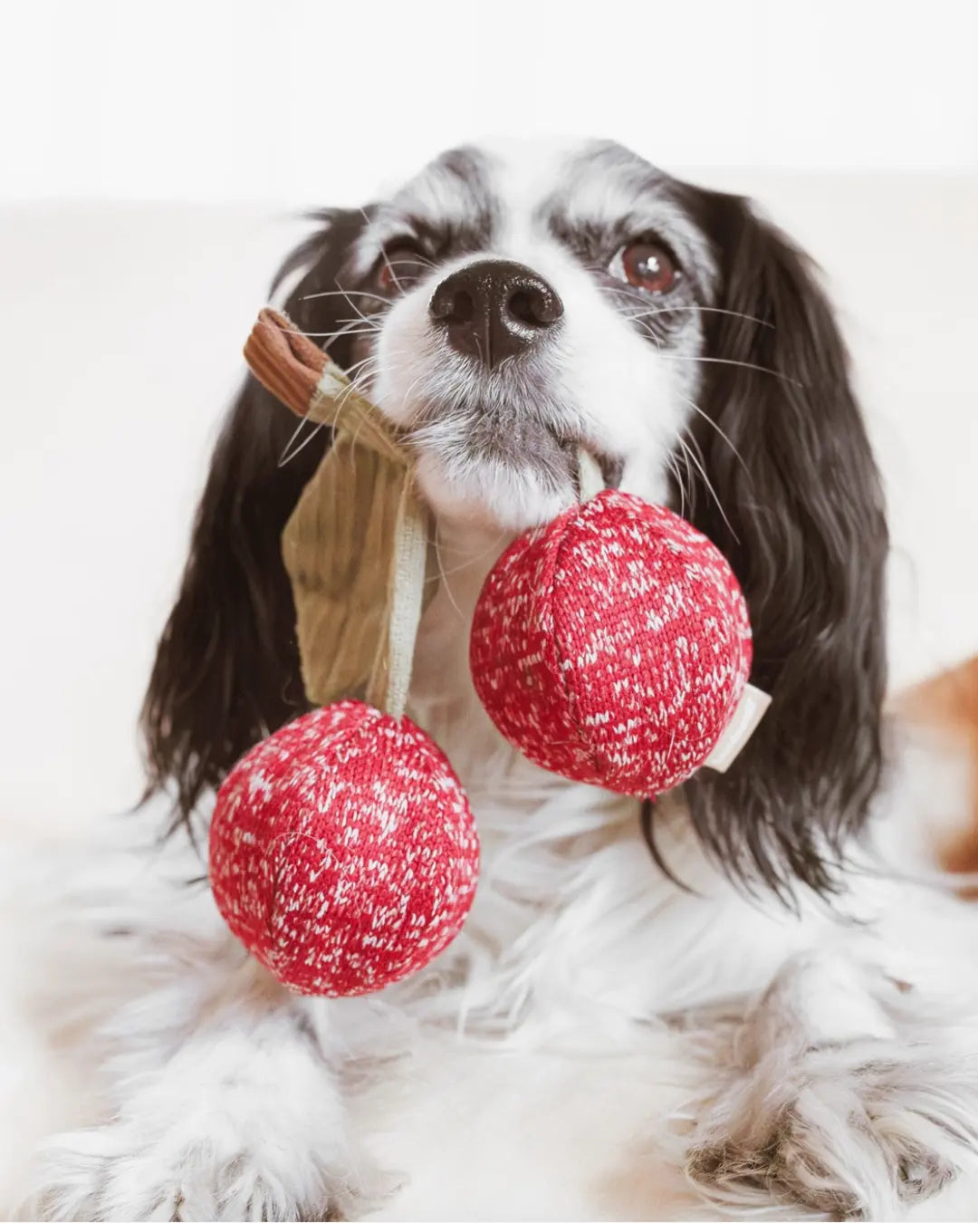 Cavalier king Charles spaniel dog holding a cherry-shaped dog toy in its mouth against a white background