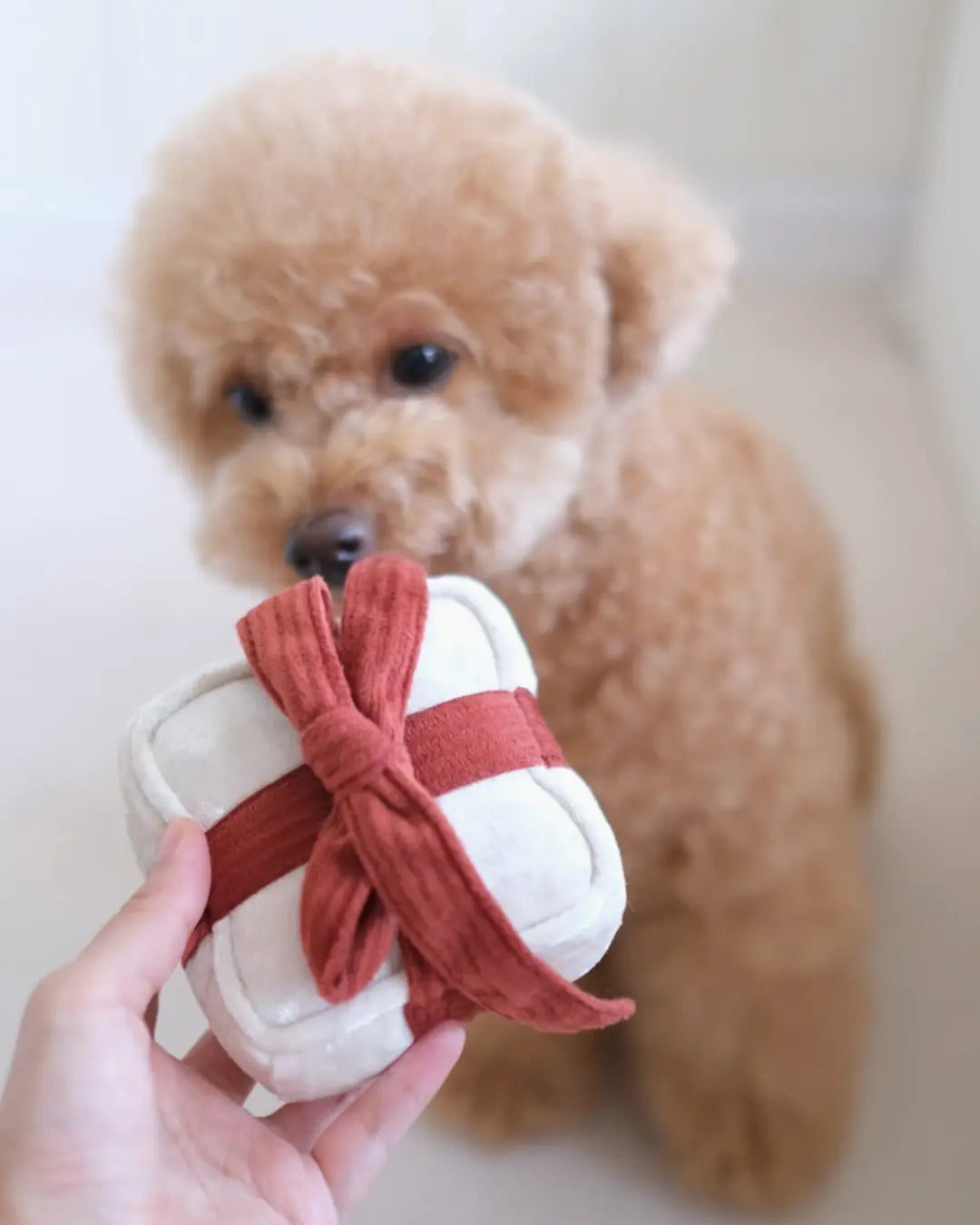 Toy poodle holding a white gift dog toy with a red ribbon in its mouth, on a plain background