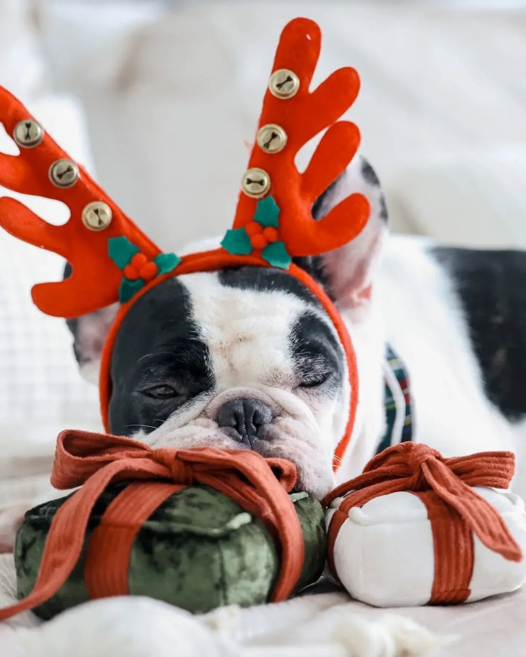 Boston terrier wearing festive reindeer antlers, lying on a white surface with two gift-shaped dog toys with a red ribbon