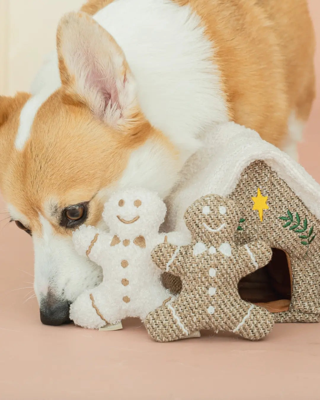 Corgi playing with Christmas-themed gingerbread men dog toys on a pink background