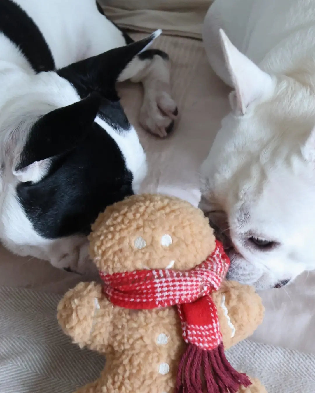 Two Boston terriers with a plush gingerbread man dog toy wearing a red scarf.