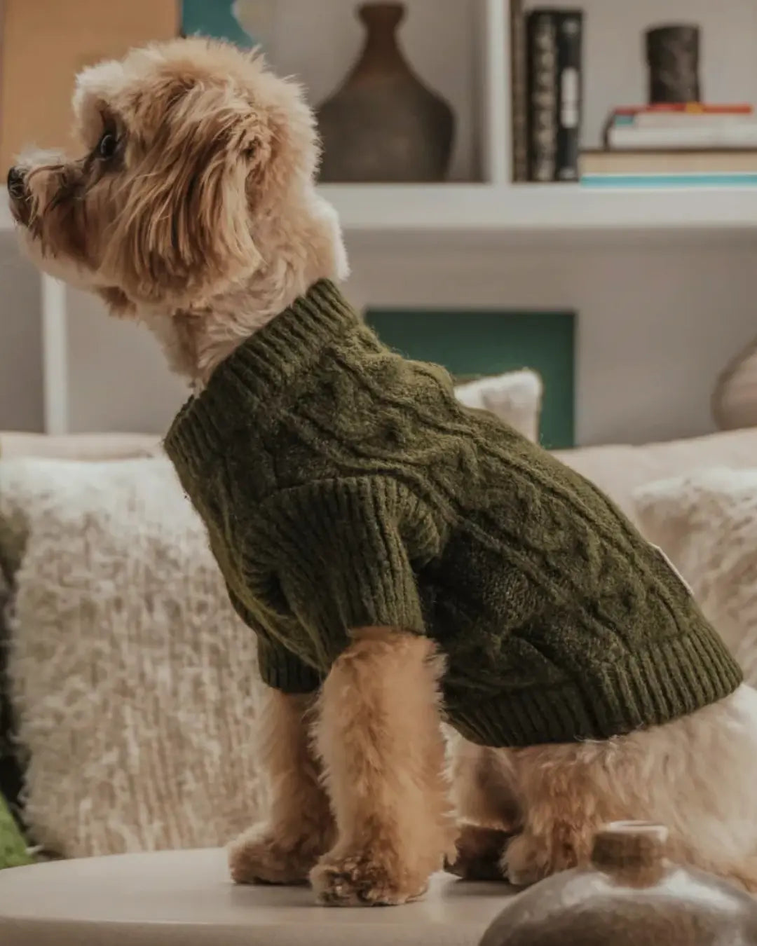 Dog wearing a green knitted cable jumper sitting on a sofa