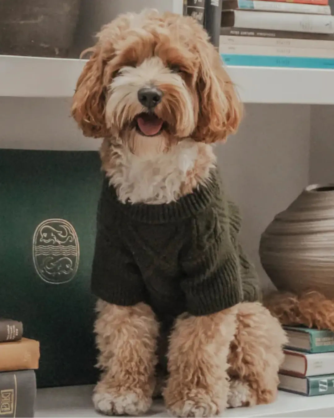Dog wearing a dark green knitted jumper standing on a surface with books and a decorative item in the background.