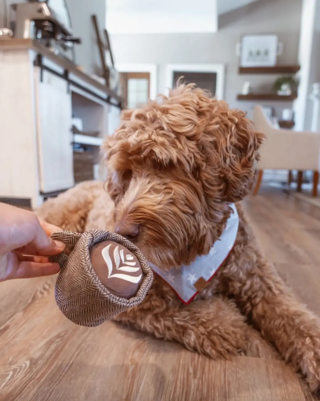 Red labradoodle sniffing a latte-shaped dog toy in a kitchen setting