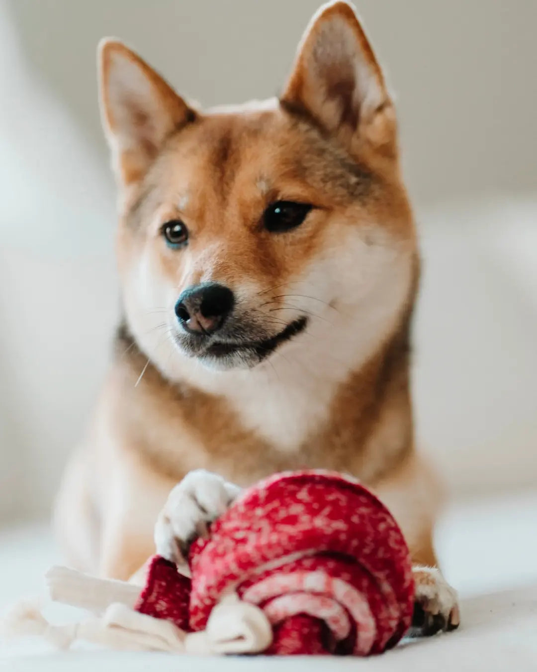 Shiba Inu dog playing with a red lollipop-shaped toy on a light background