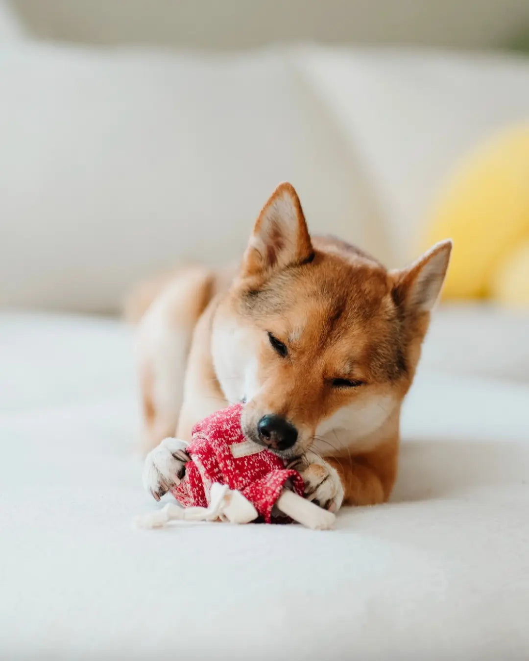 Shiba Inu dog playing with a red plush lollipop-shaped toy on a white surface