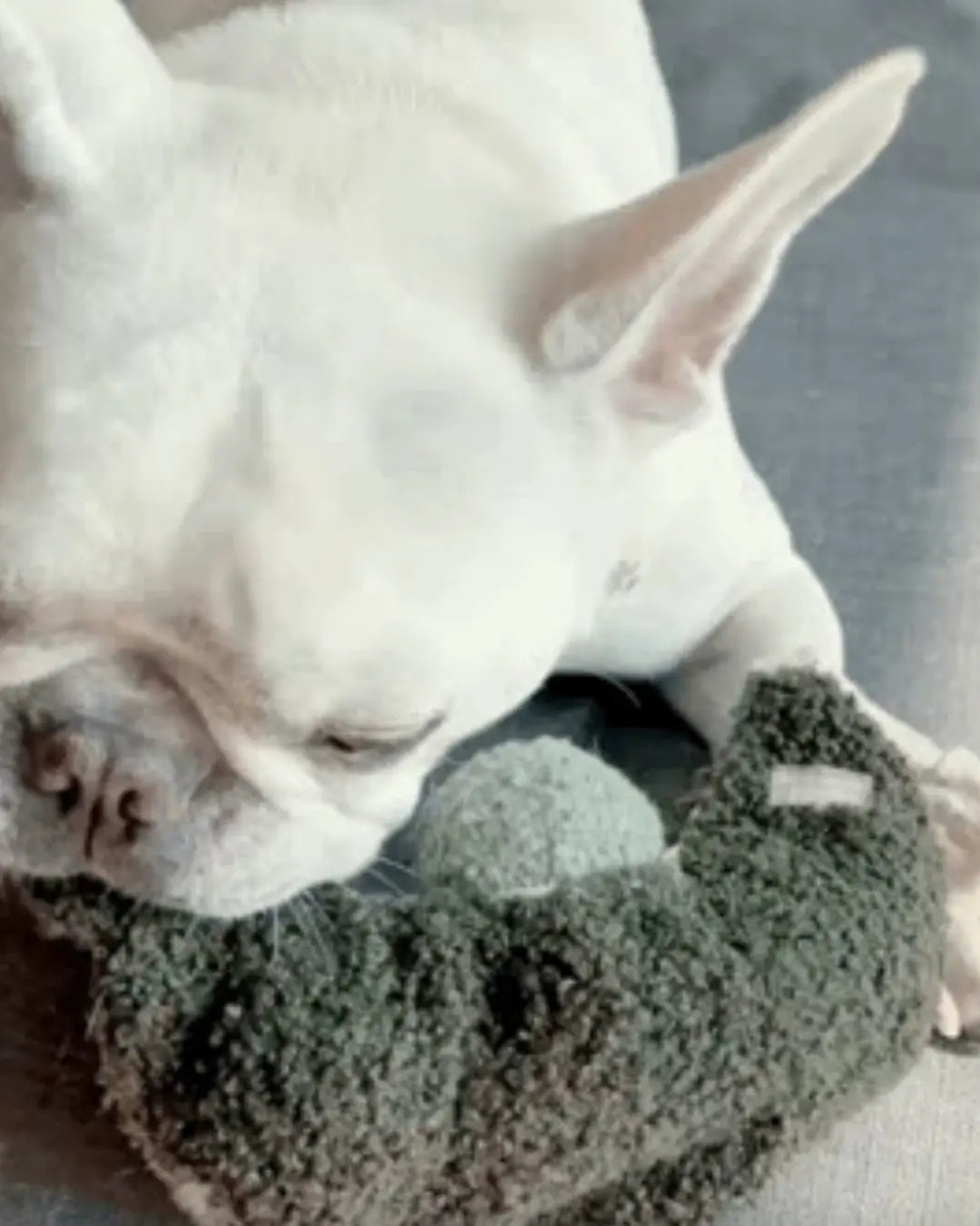 White Frenchie playing with a pea pod-shaped green dog toy