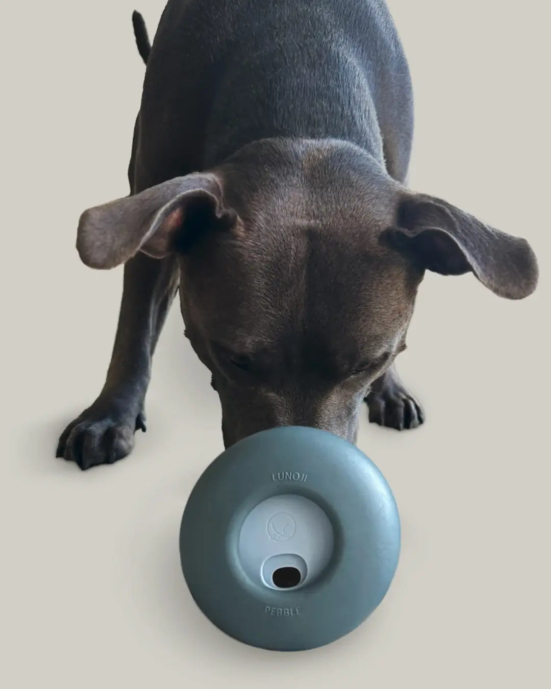 Short-haired black dog playing with a blue Lunoji treat dispenser on a beige background