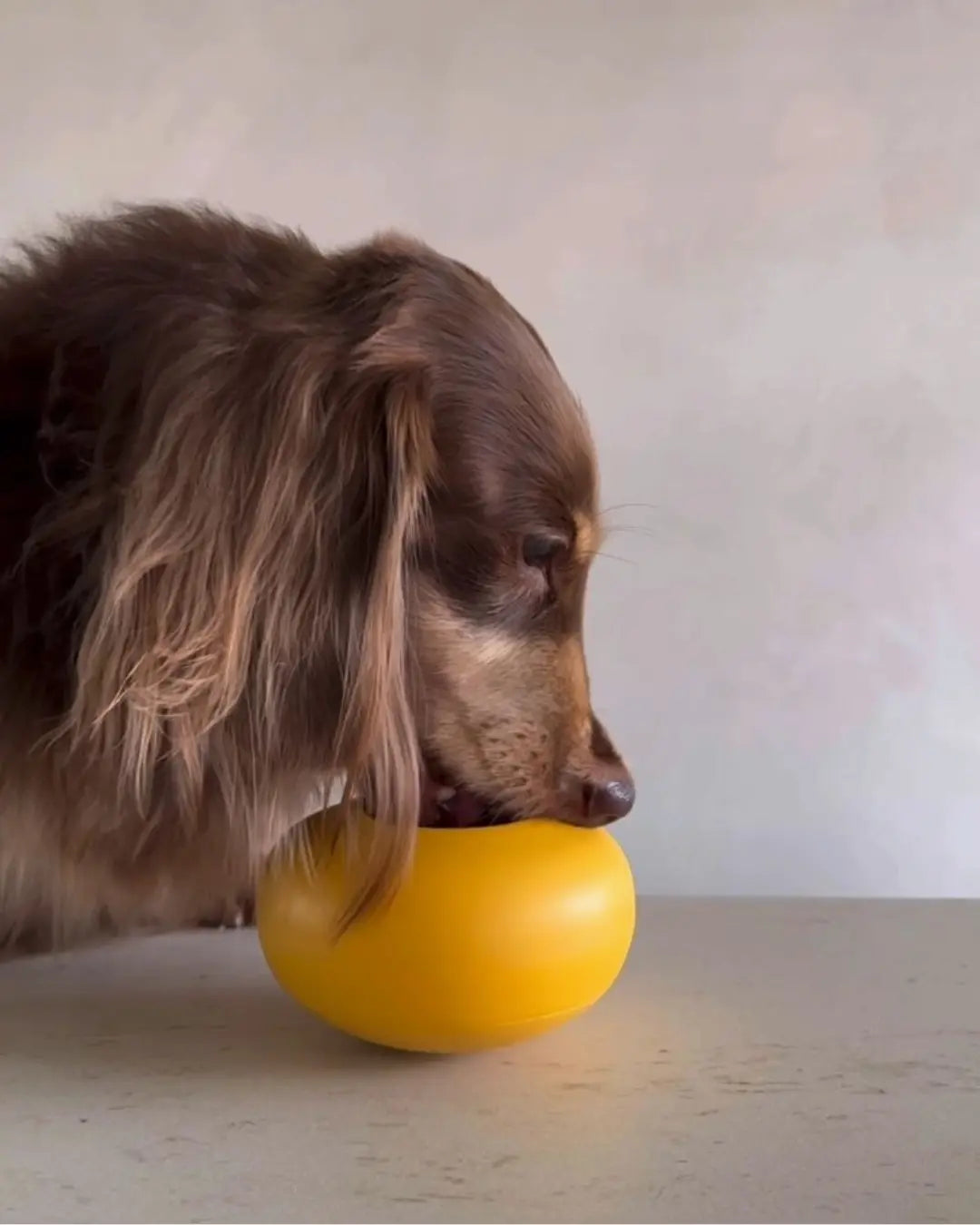 Brown long-haired dachshund eating from a yellow Lunoji pebble slow feeder