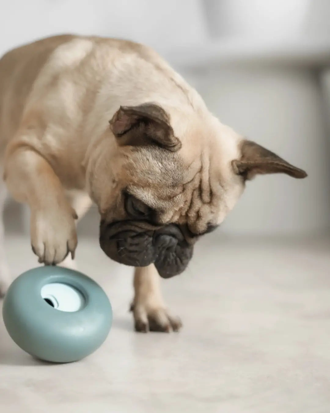 Beige pug playing with a Lunoji blue treat dispenser