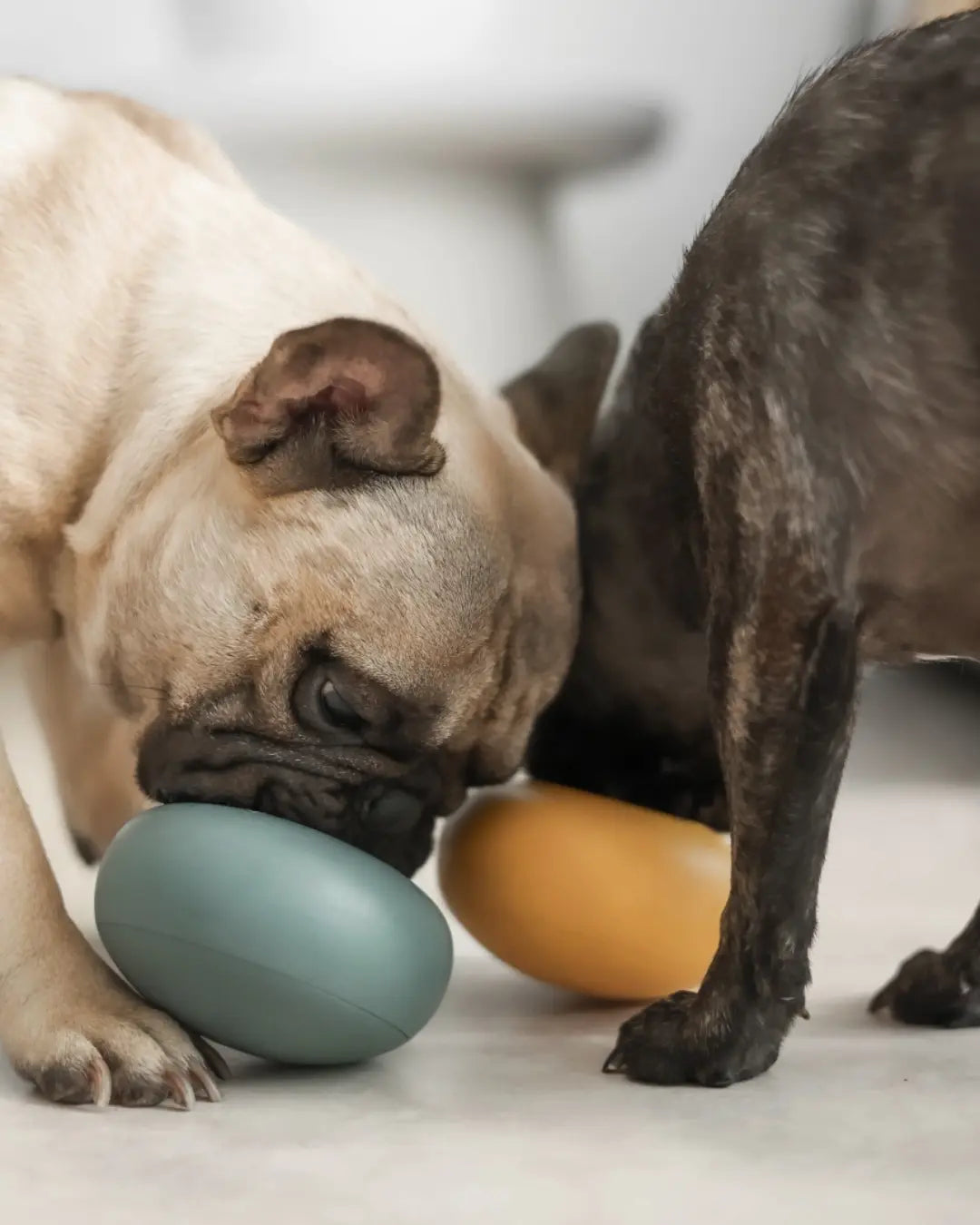 Two pugs: one beige and one brindle playing with a Lunoji slow feeder each, one yellow, one blue