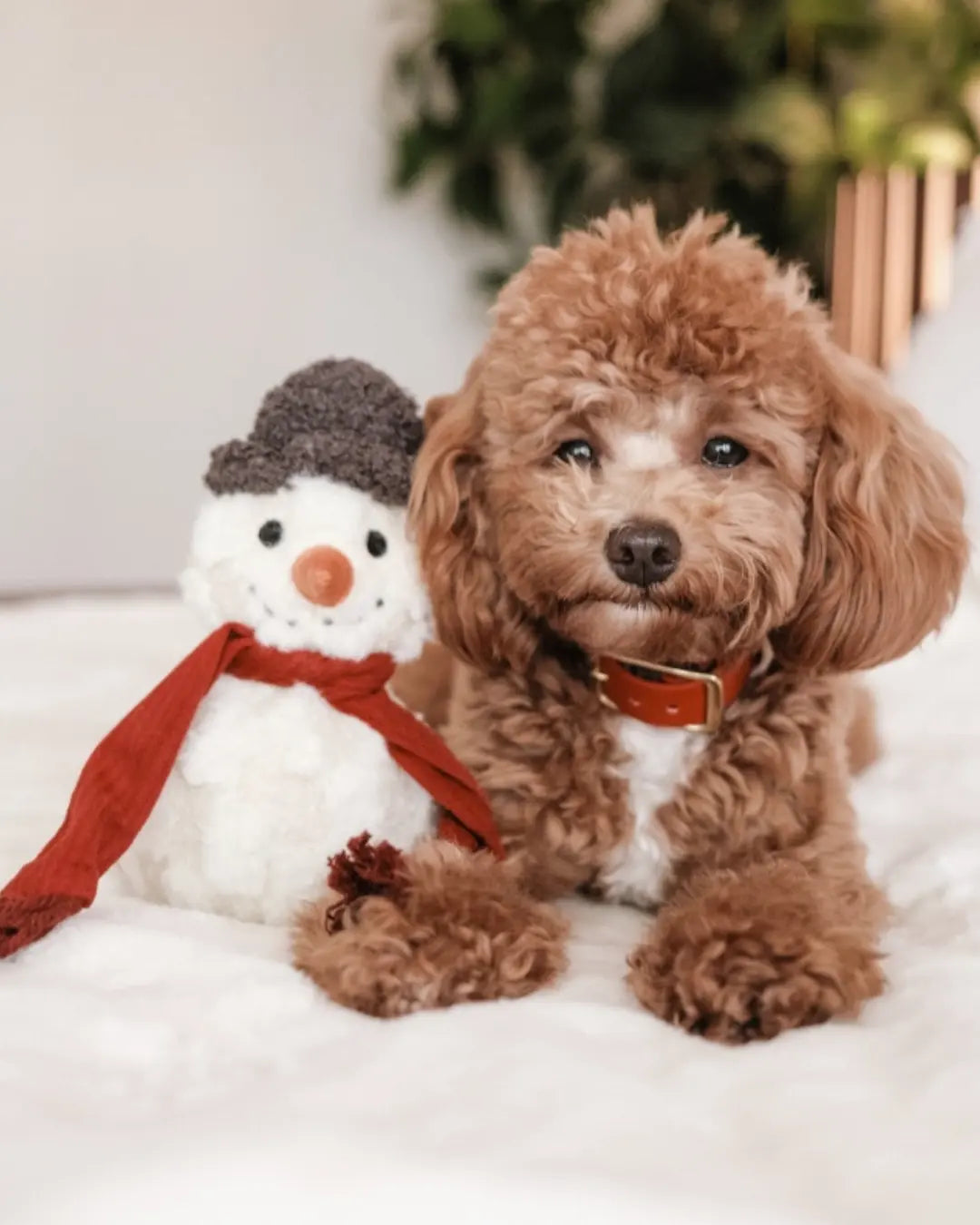 Toy poodle sitting next to a plush snowman dog toy with a red scarf on a white surface.