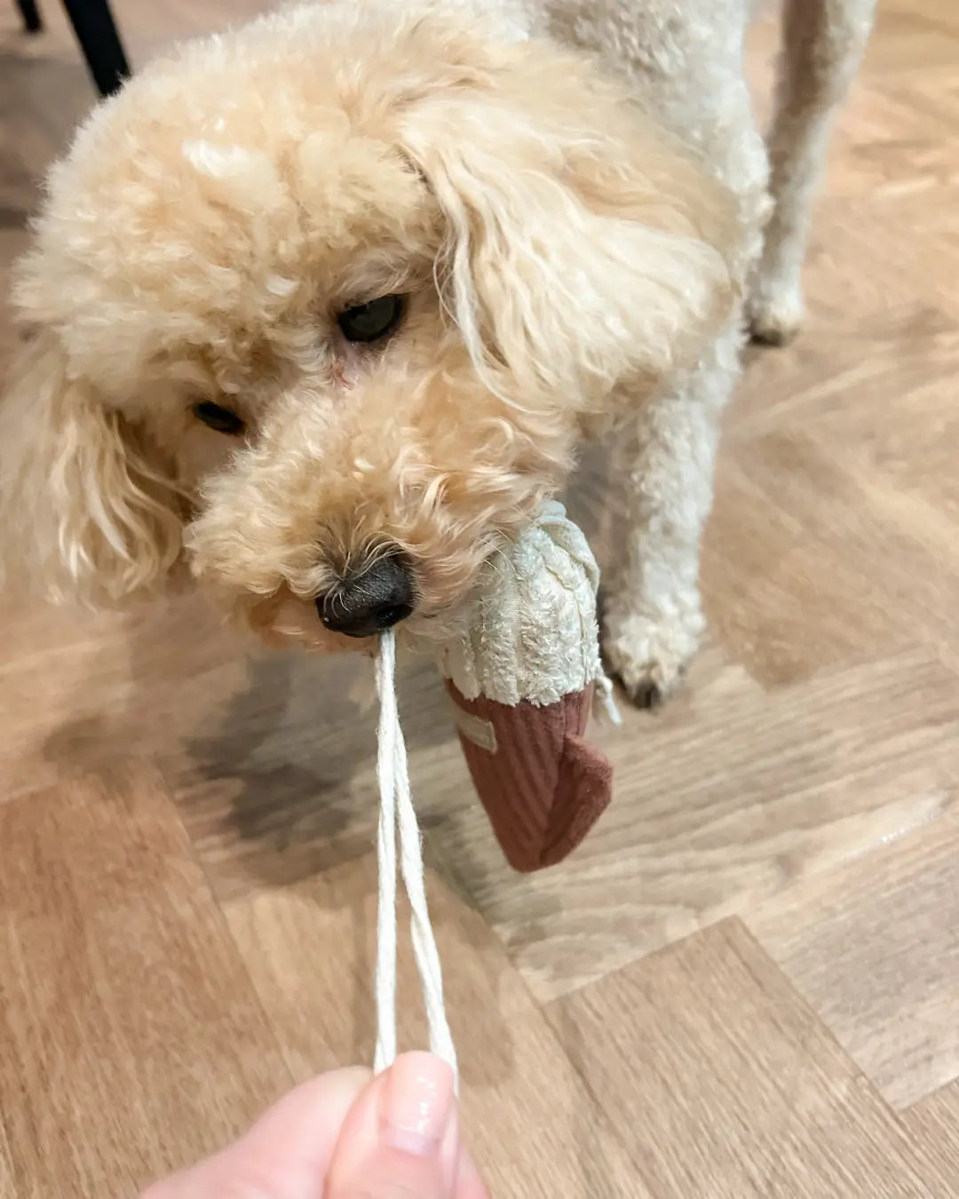 Apricot toy poodle playing tug with a squid-shaped plush dog toy with rope arms