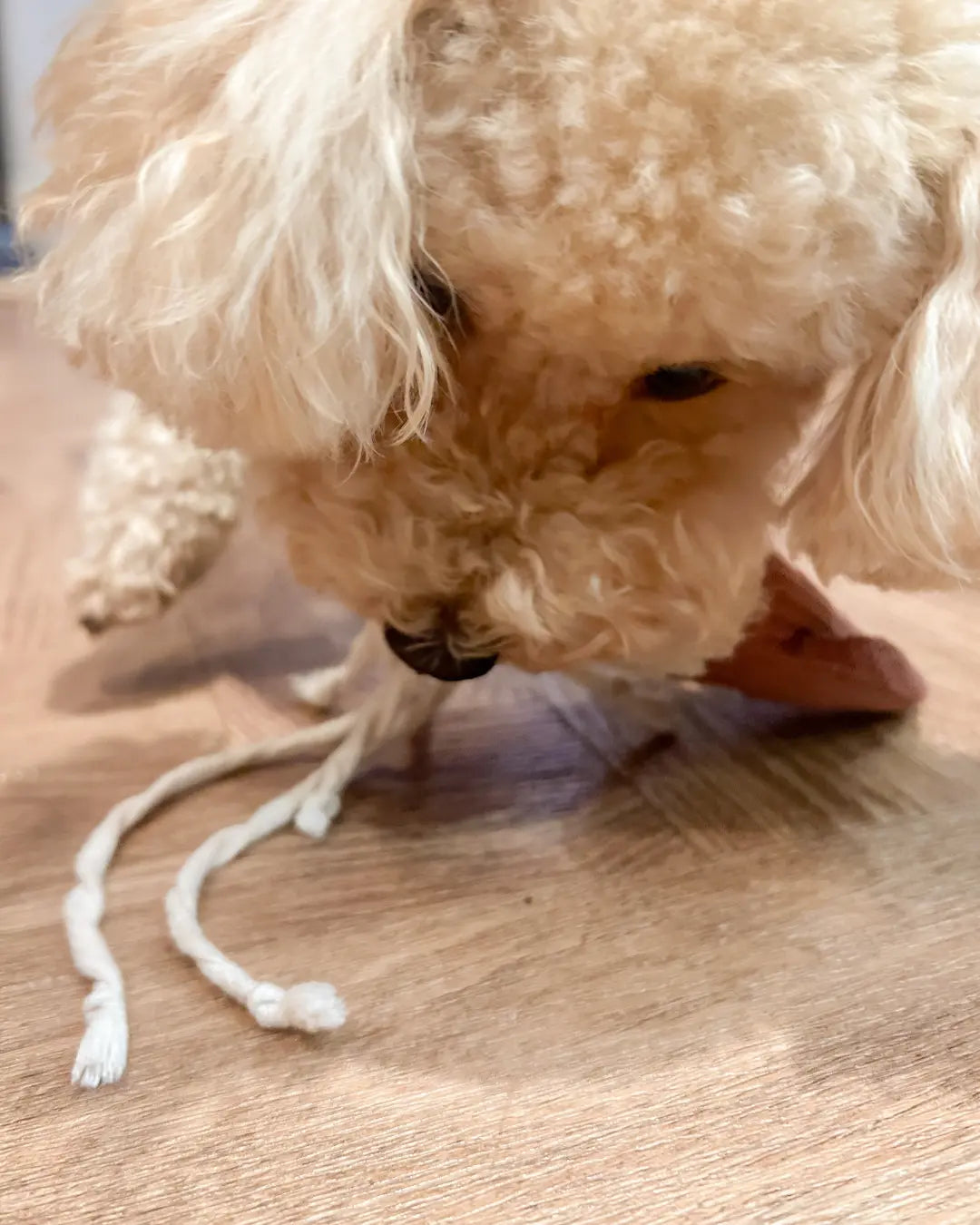 Apricot toy poodle playing with a squid-shaped dog toy on a wooden floor