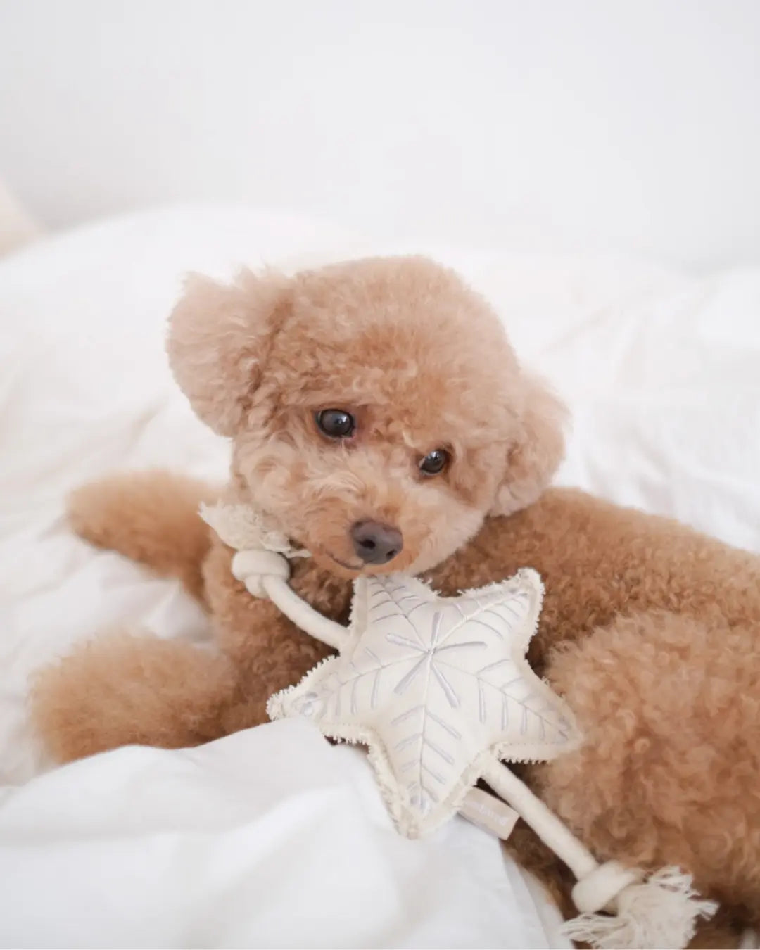 Toy poodle holding a star-shaped dog toy on a white background