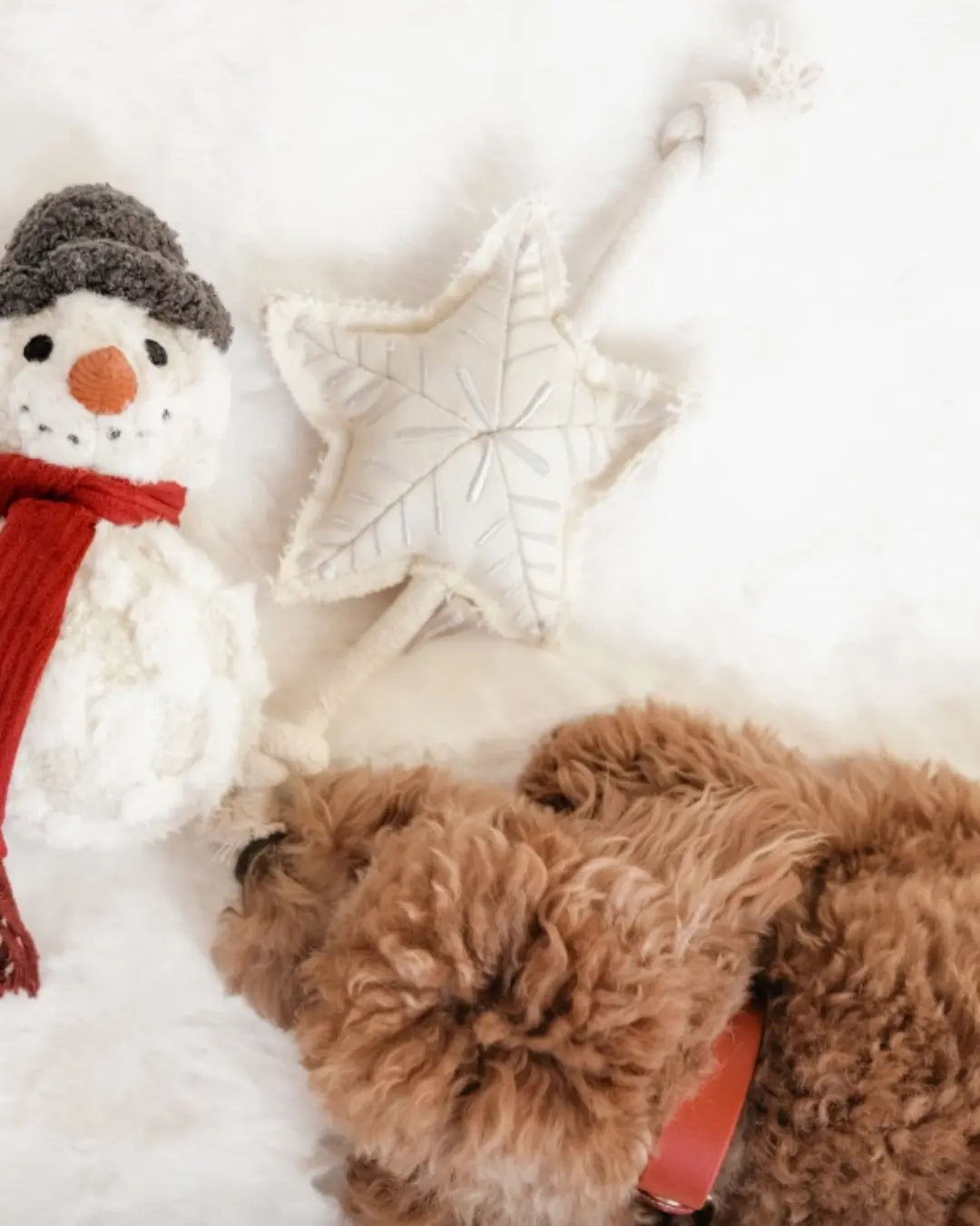 Small cockapoo lying next to a snowman toy and a plush white star dog toy on a white background