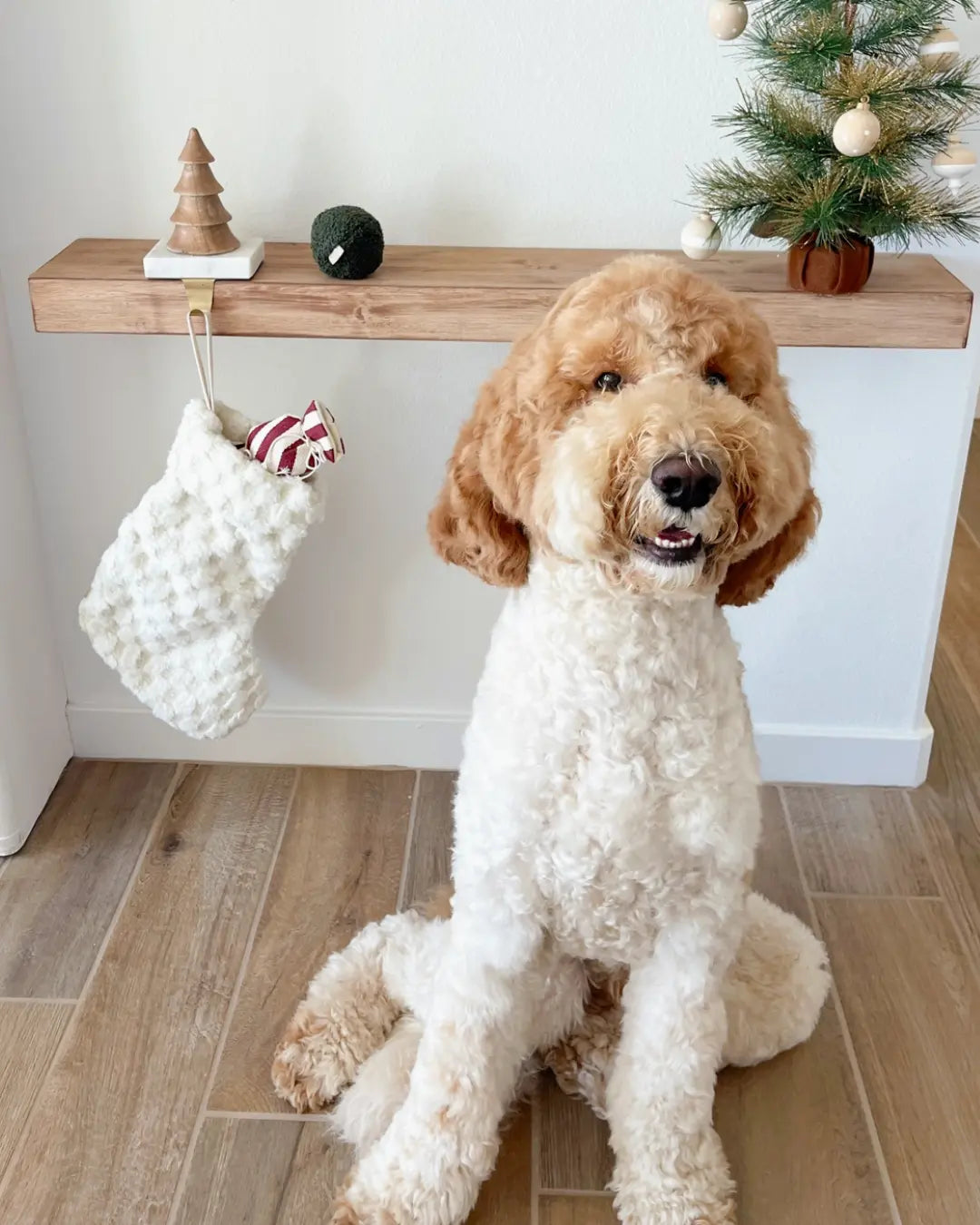 Labradoodle sitting on a wooden floor with a Christmas tree and decorations in the background