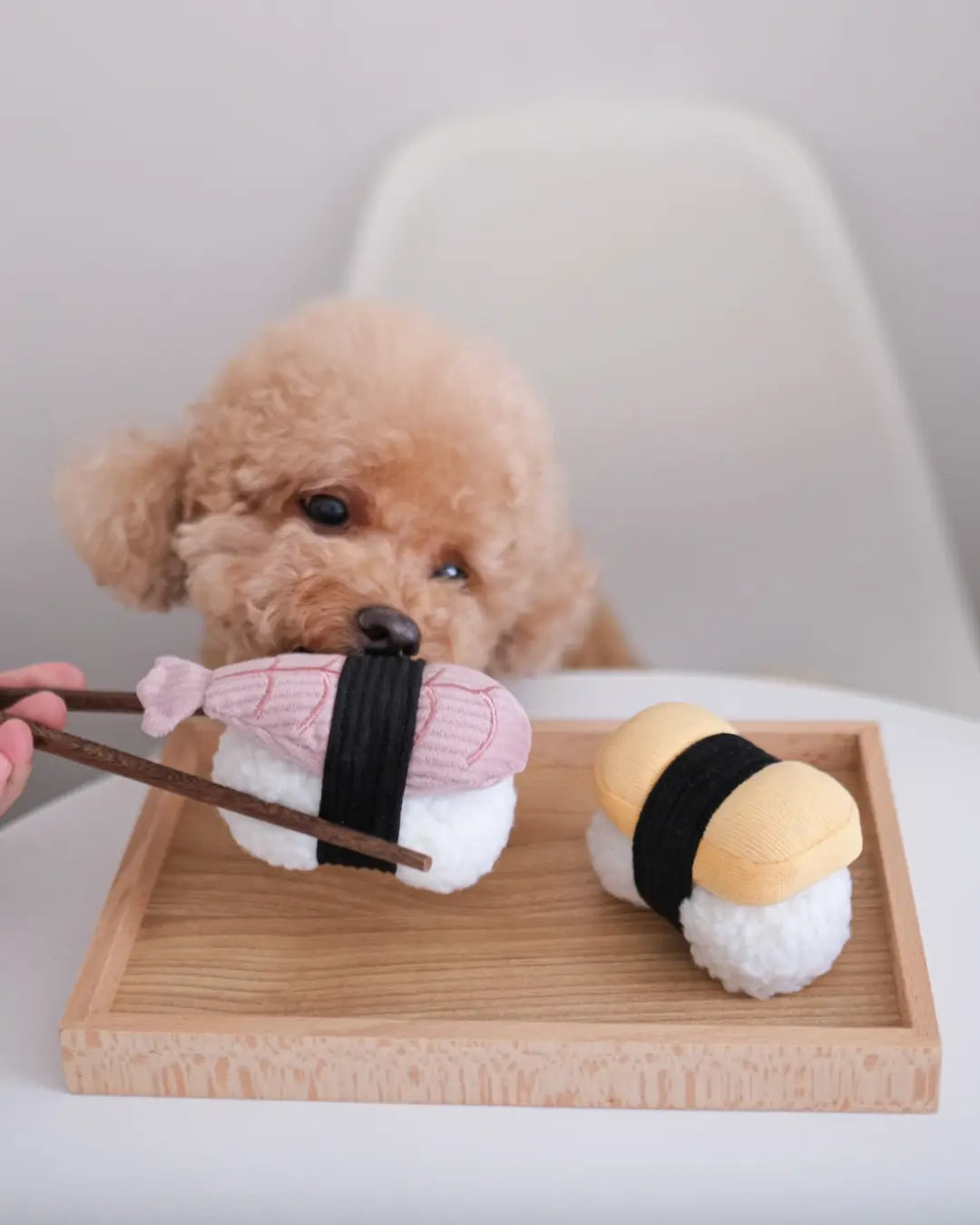 Red toy poodle sniffing a sushi-shaped dog toy being picked up with chopsticks
