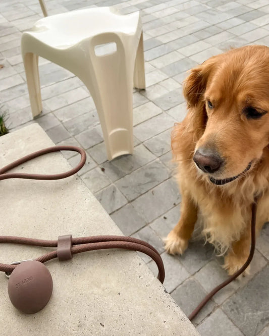 Dog with a luxury silicone brown dog treat pouch and lead on a patio