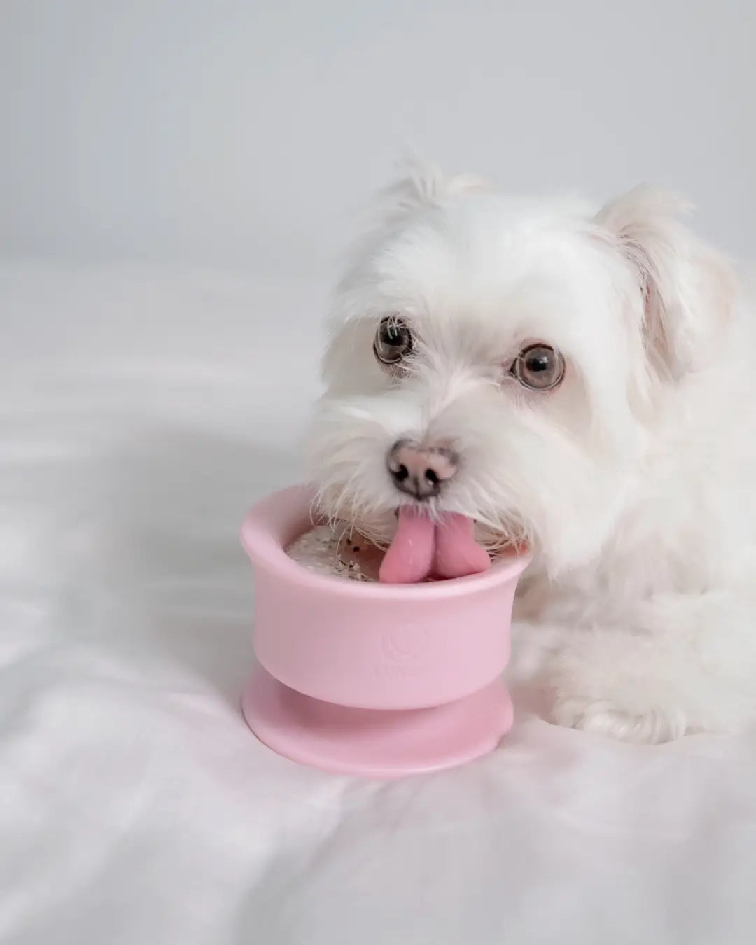Small white dog licking frozen treats from a baby pink enrichment bowl on a soft white surface