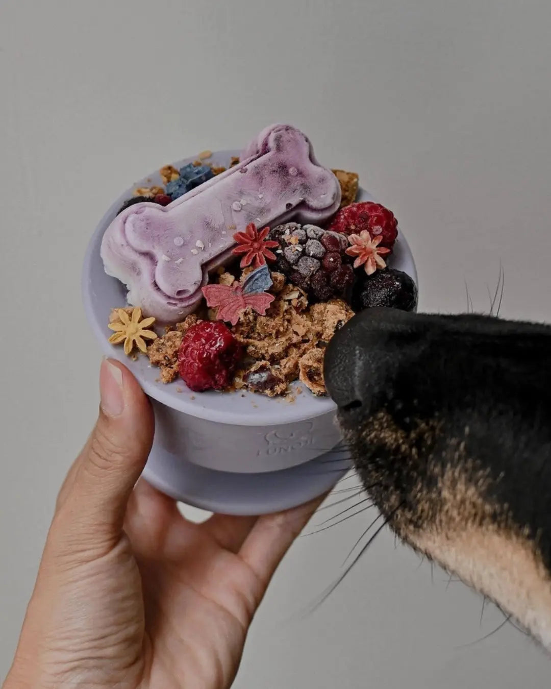 A dog's nose sniffing a frozen enrichment feeder in lilac on a neutral background