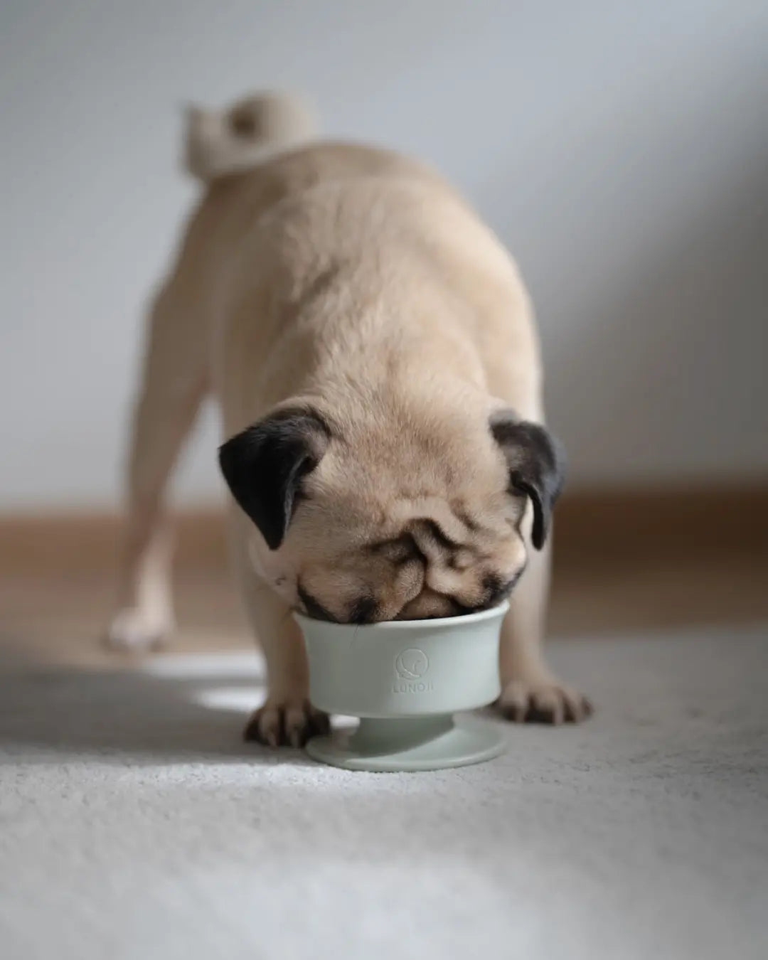 Beige pug eating out of a sage green Lunoji enrichment bowl