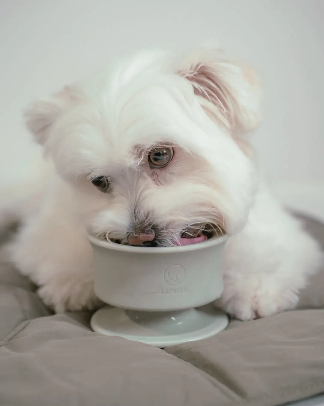White fluffy dog licking a treat from a sage green enrichment bowl on a soft surface