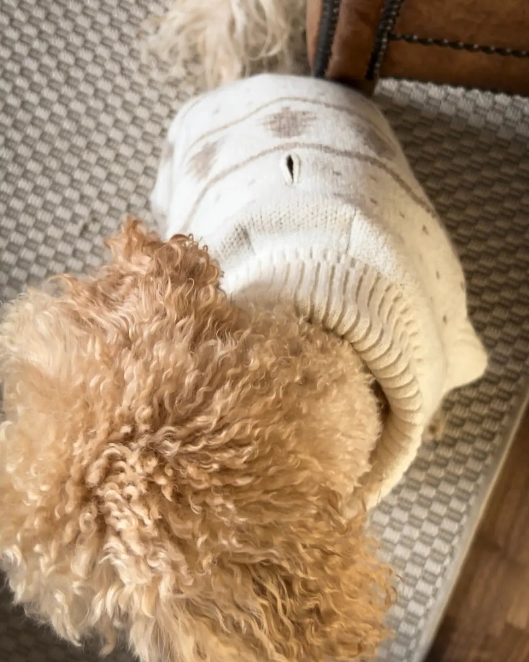 Small poodle wearing a white and beige Christmas jumper on a textured surface