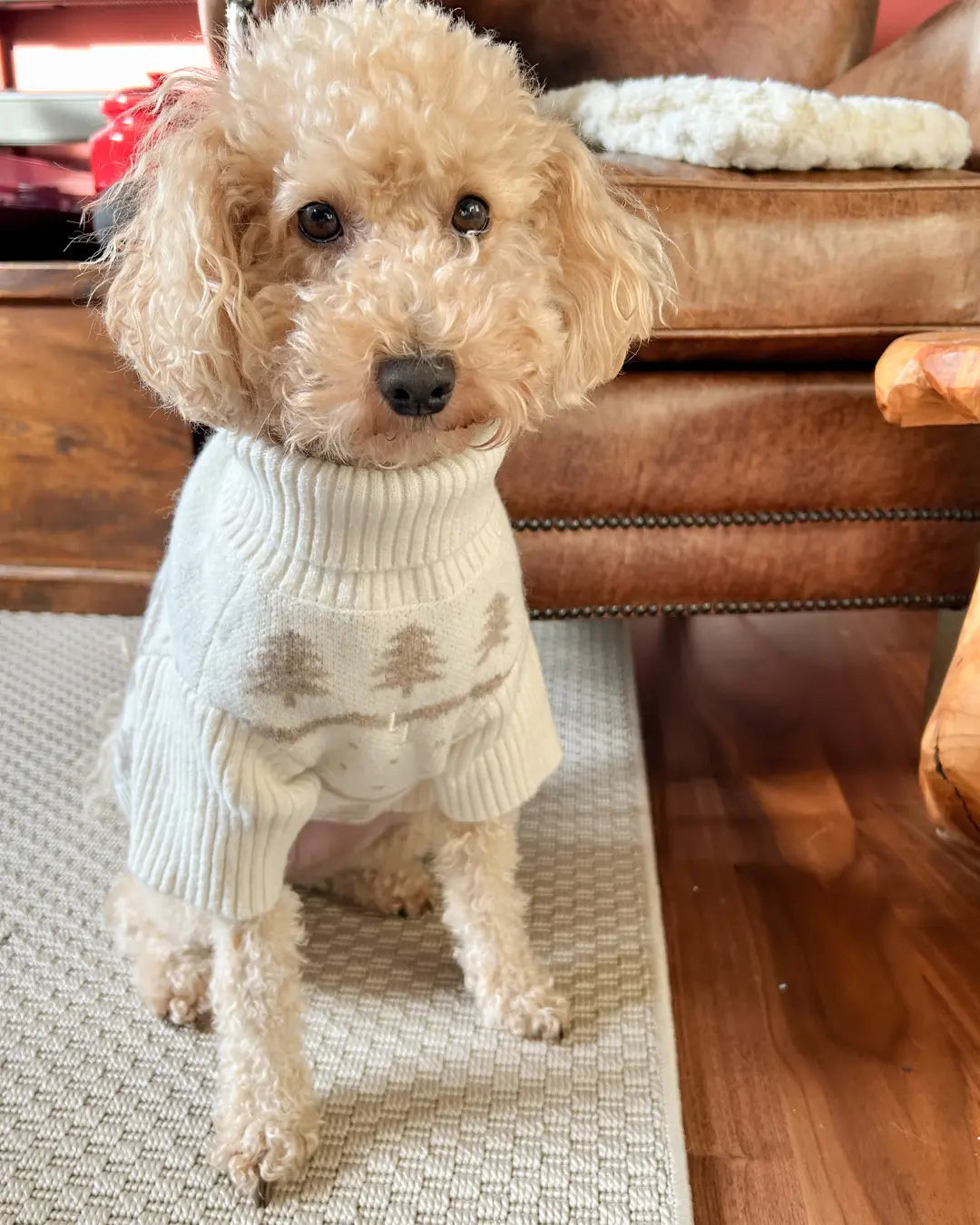 Small poodle wearing a beige knitted dog jumper with Christmas tree patterns, sitting on a patterned rug.